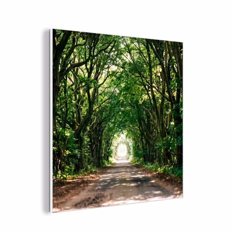 Forex - Weg - Bomen - Natuur - Groen — 1