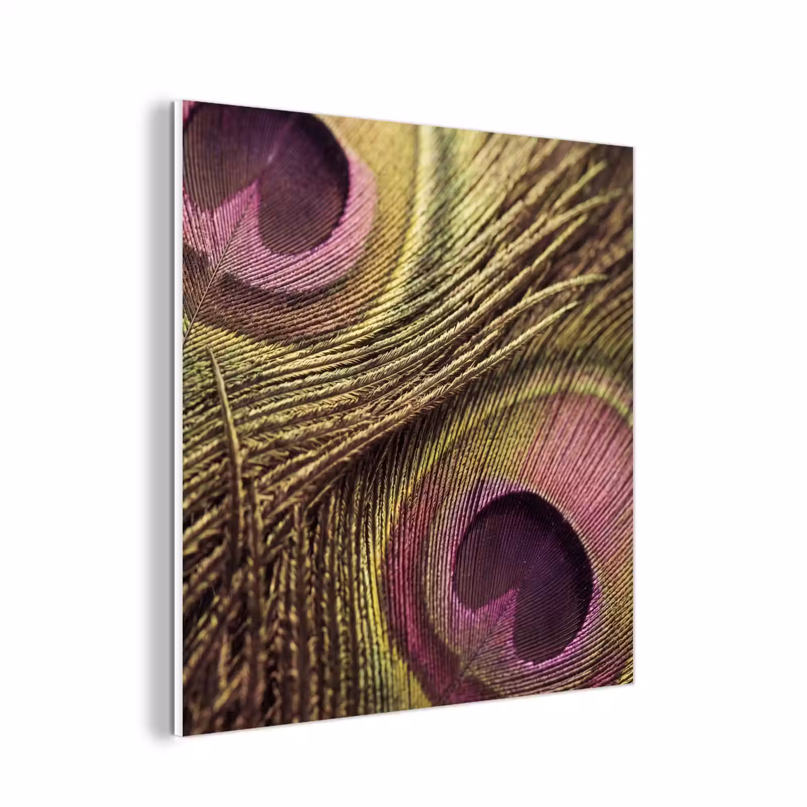 Forex - Pauw - Veren - Paars - Groen — 1