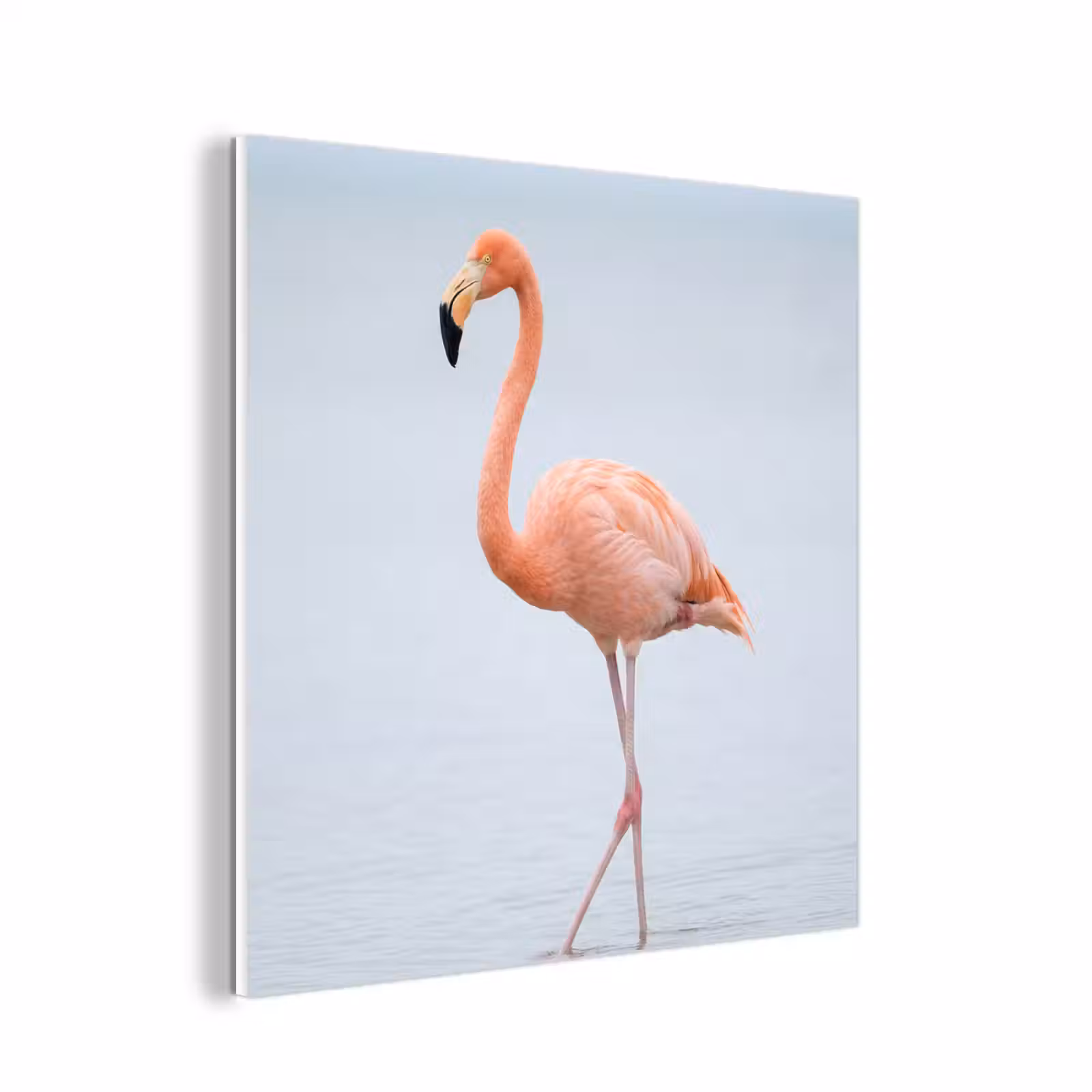 Forex - Flamingo - Zee - Roze — 1