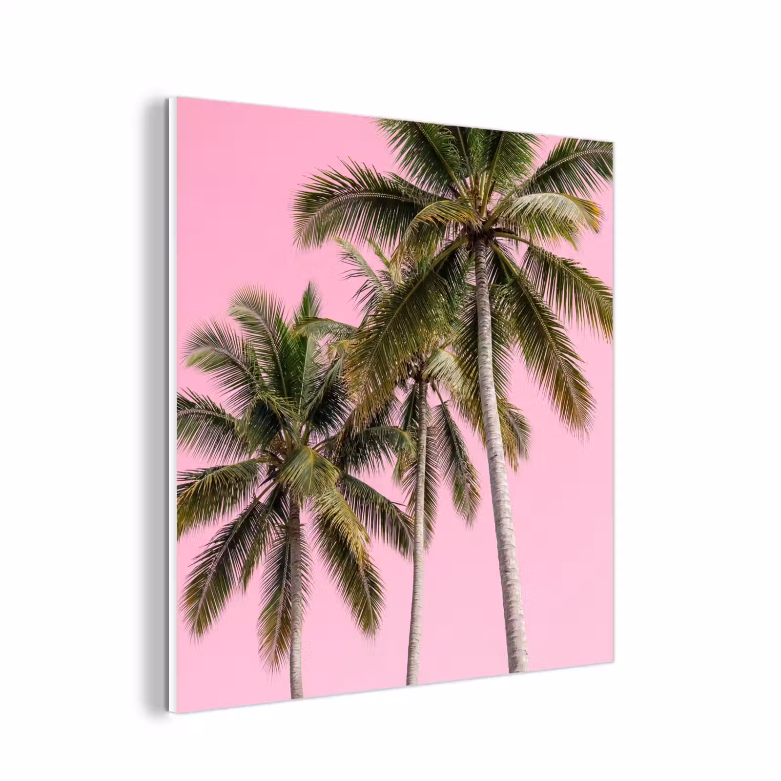 Forex - Palmboom - Tropisch - Pink — 1