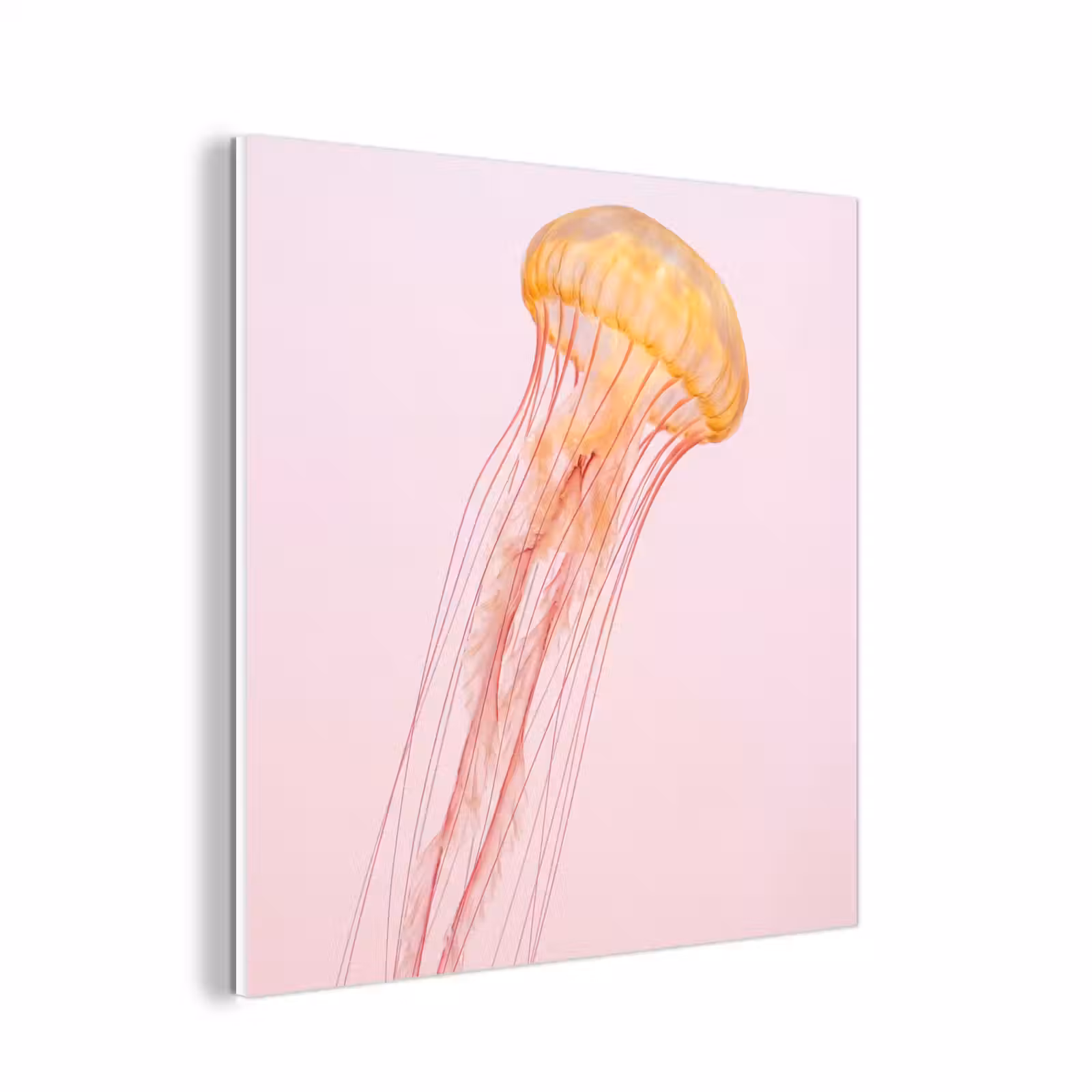 Forex - Sierlijk - Kwal - Roze — 1