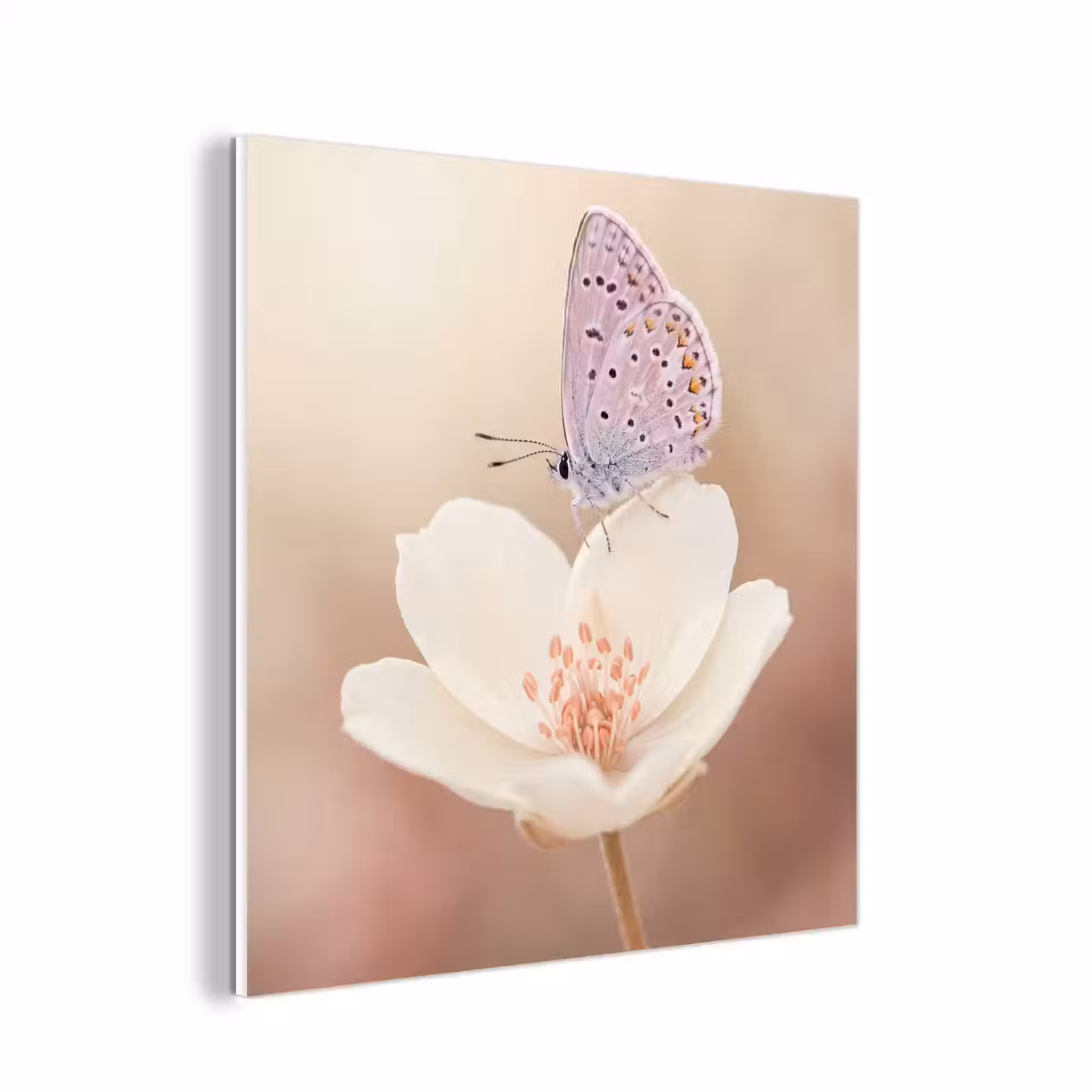 Forex - Vlinder - Bloem - Blauw — 1