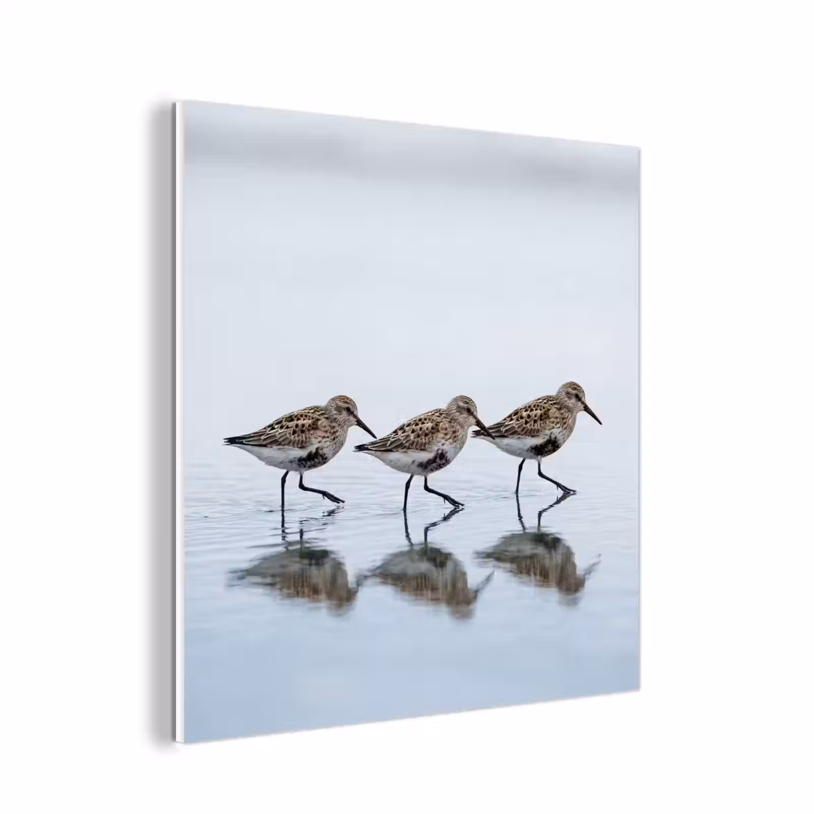Forex - Vogels - Water - Grijs — 1