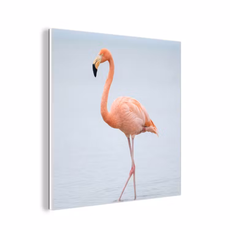 Forex - Flamingo - Zee - Roze — 1