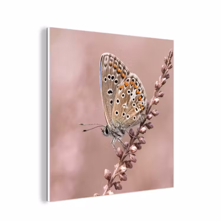 Forex - Lavendel - Vlinder - Paars — 1