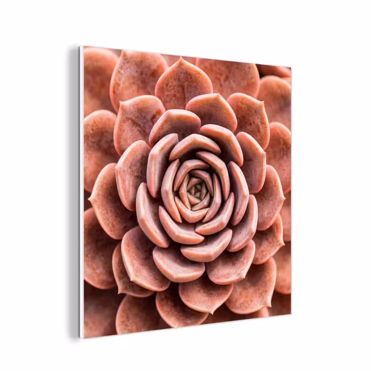 Forex - Vetplant - Organisch - Roze — 1