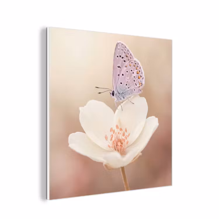 Forex - Vlinder - Bloem - Blauw — 1