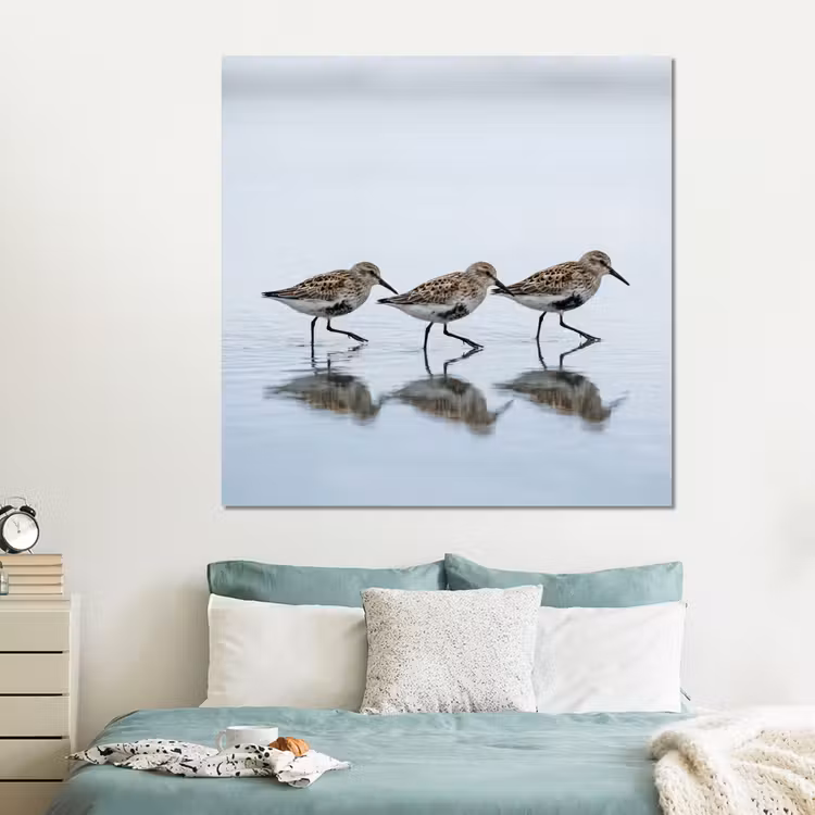 Forex - Vogels - Water - Grijs — 2