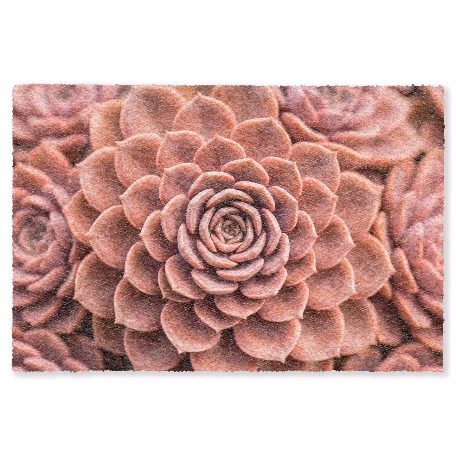 Vloerkleed - Vetplant - Organisch - Roze — 1