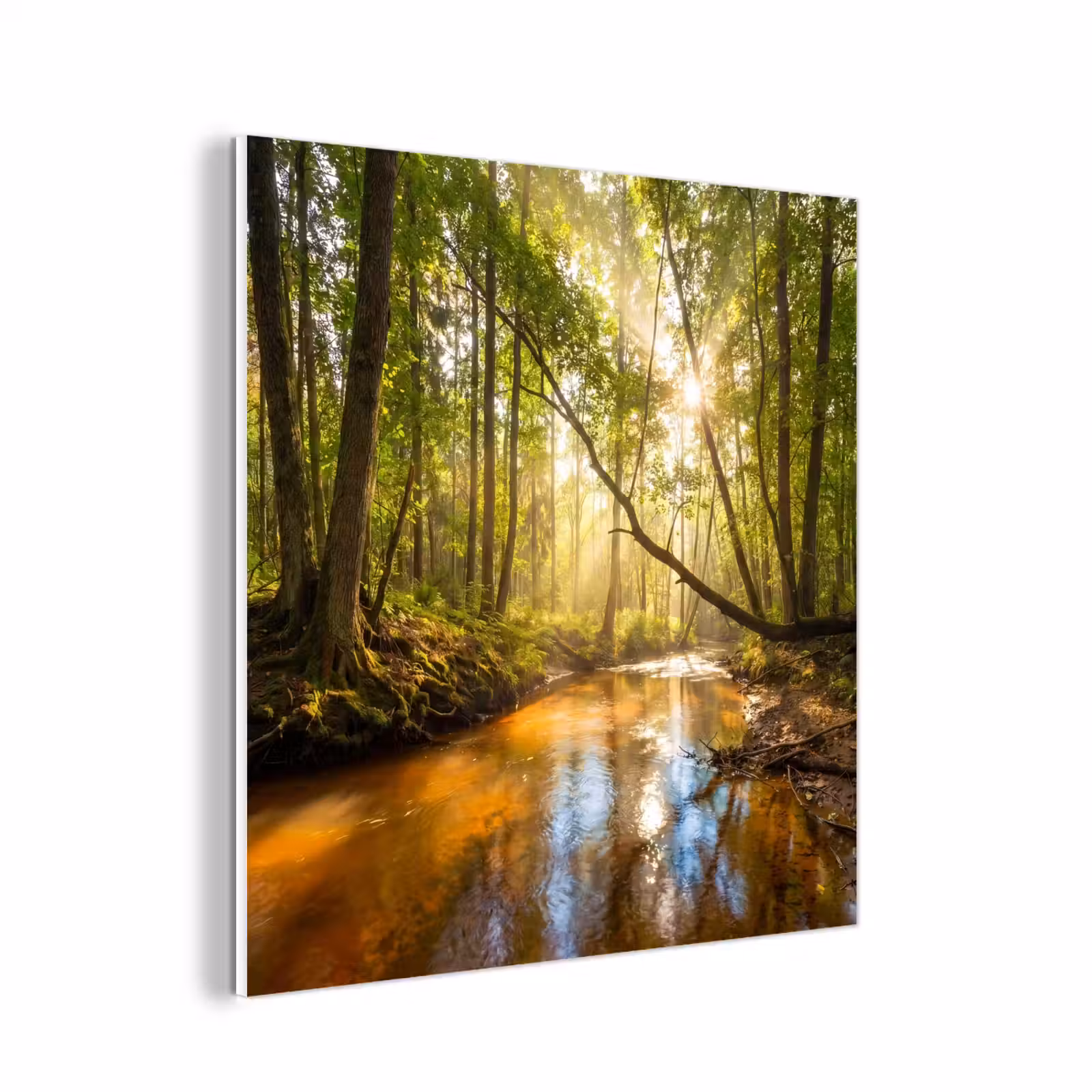 Forex - Bos - Beek - Zonlicht - Natuur - Groen — 1