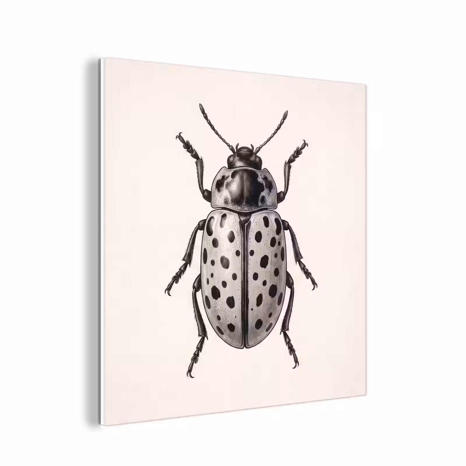 Forex - Kever - Insect - Vintage — 1