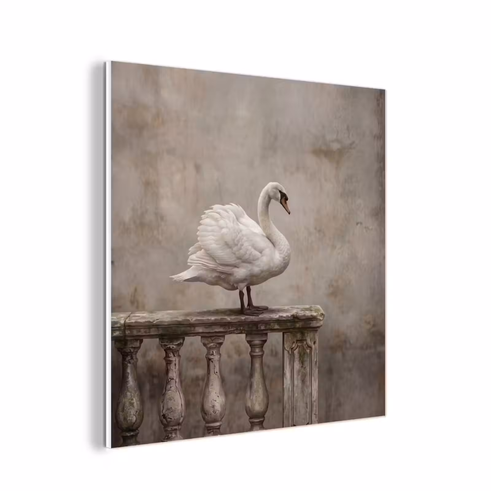 Forex - Zwaan - Elegant - Dieren - Wit — 1