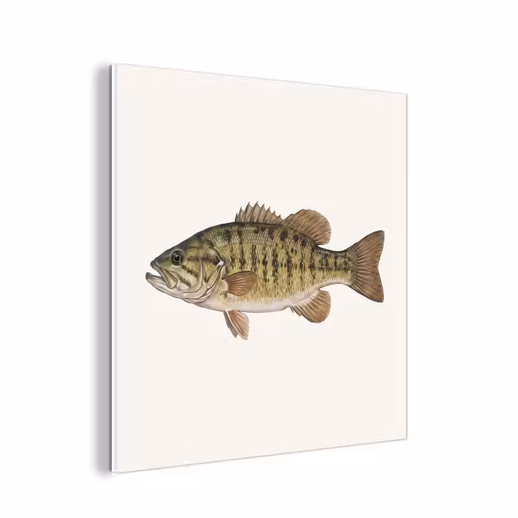 Forex - Vissen - Natuur - Vintage — 1