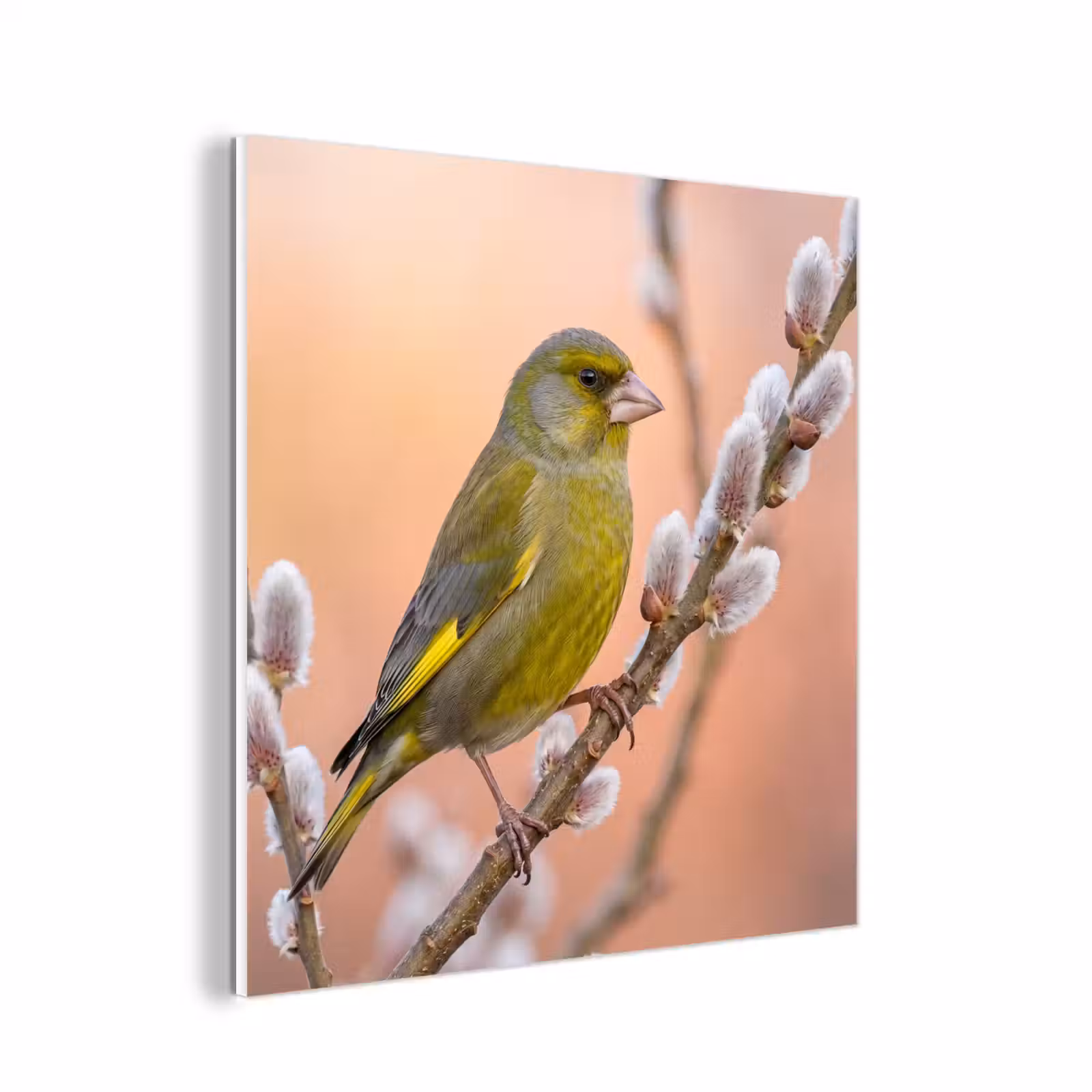 Forex - Groenling - Katjes - Lente - Natuur - Zacht — 1