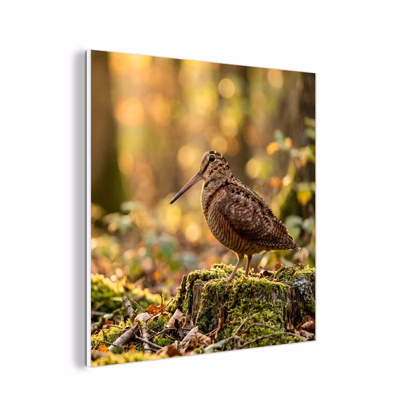 Forex - Houtsnip - Bos - Bladeren - Herfst - Gecamoufleerd — 1