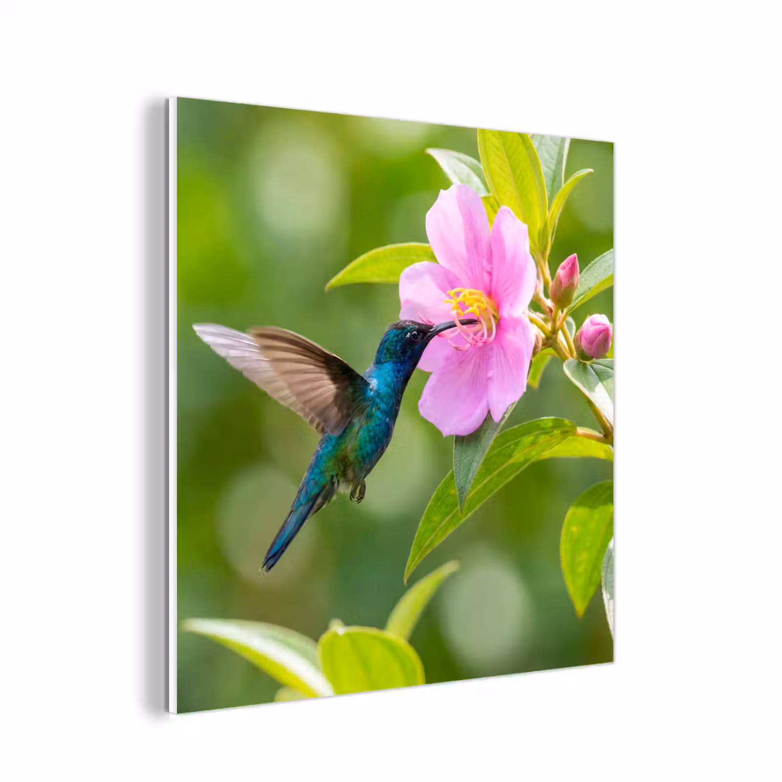 Forex - Kolibrie - Bloem - Natuur - Groen — 1