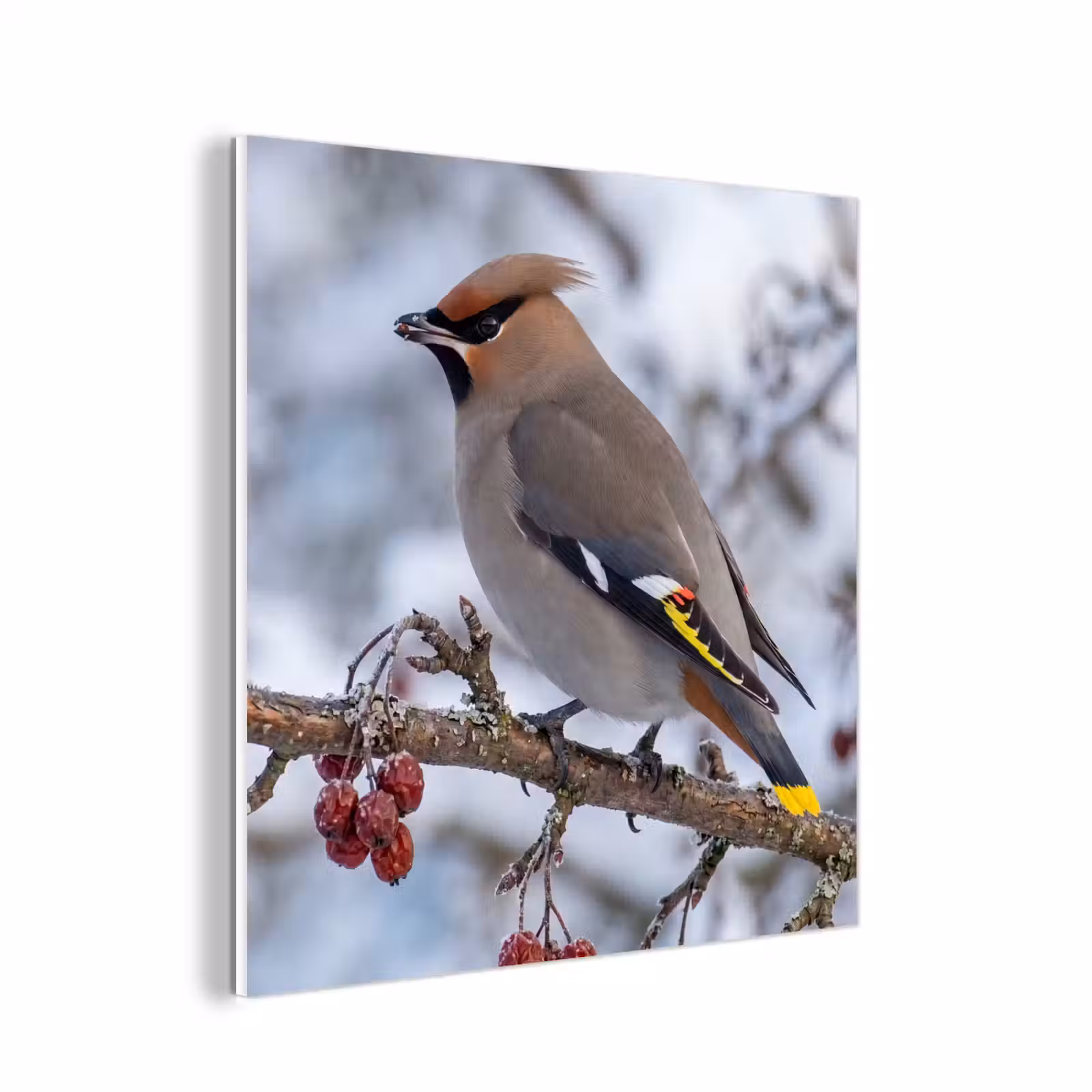 Forex - Pestvogel - Bessen - Winter - Natuur — 1