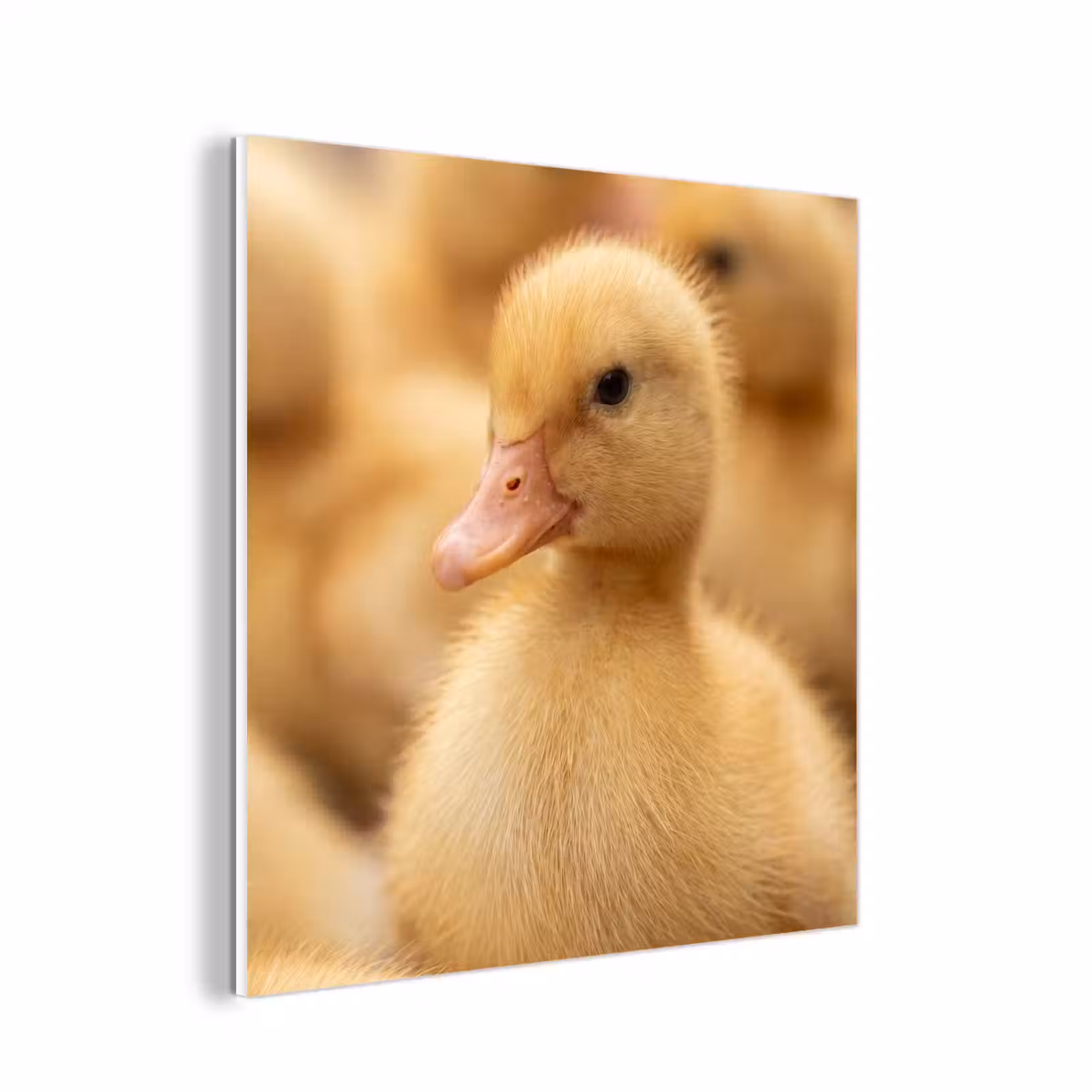 Forex - Pijltje - Eend - Natuur - Geel — 1