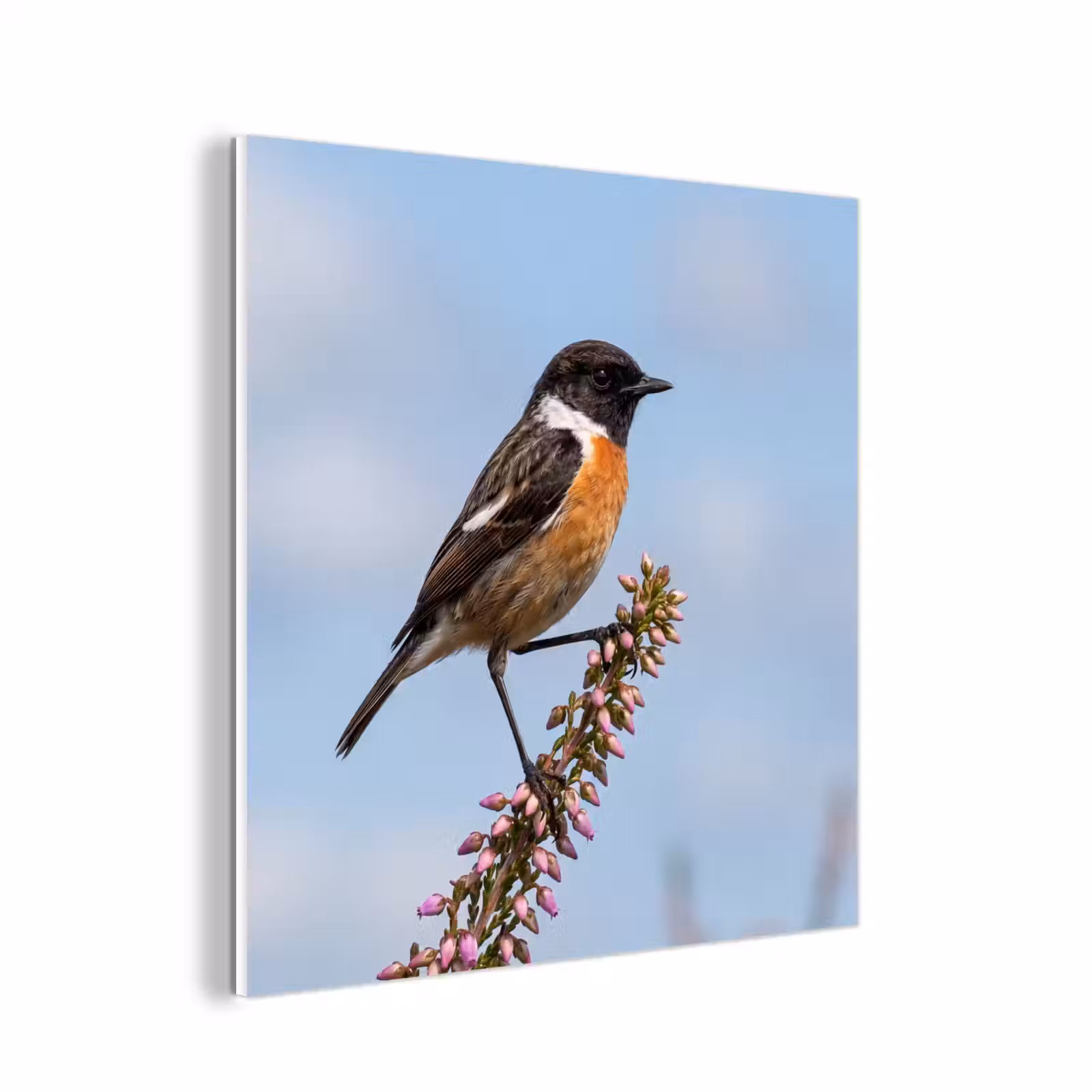 Forex - Roodborsttapuit - Heide - Paars - Natuur - Sfeervol — 1