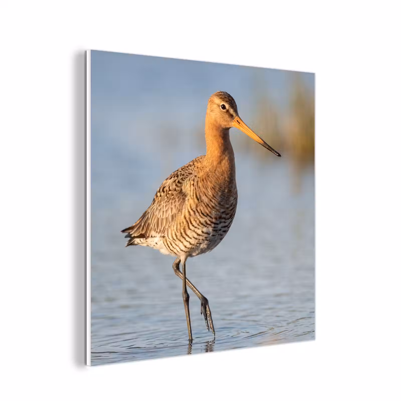 Forex - Vogel - Steltloper - Water - Natuur — 1