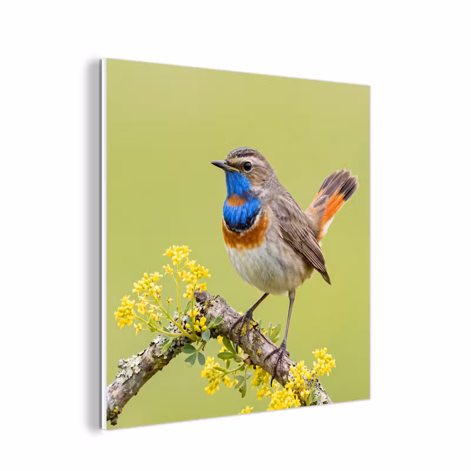 Forex - Vogel - Tak - Natuur - Kleurrijk — 1