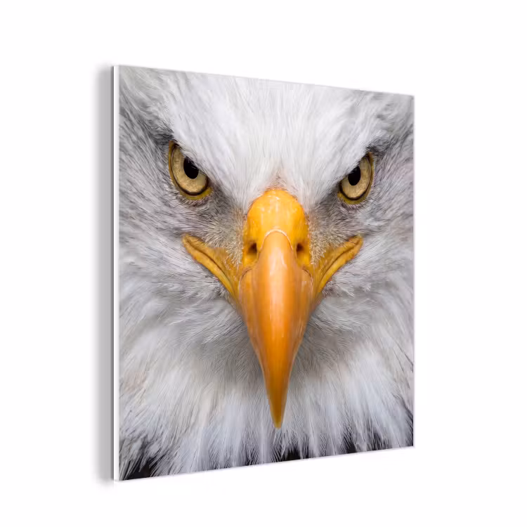 Forex - Amerikaans - Zeearend - Portret - Geel — 1