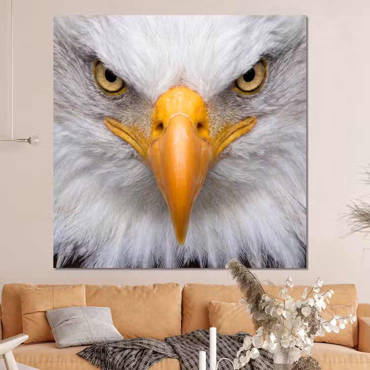 Forex - Amerikaans - Zeearend - Portret - Geel — 4