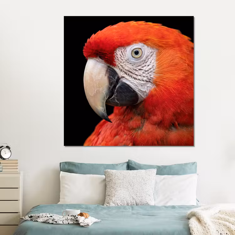 Forex - Ara - Portret - Rood — 2