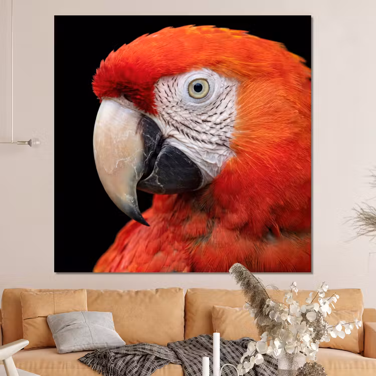 Forex - Ara - Portret - Rood — 4