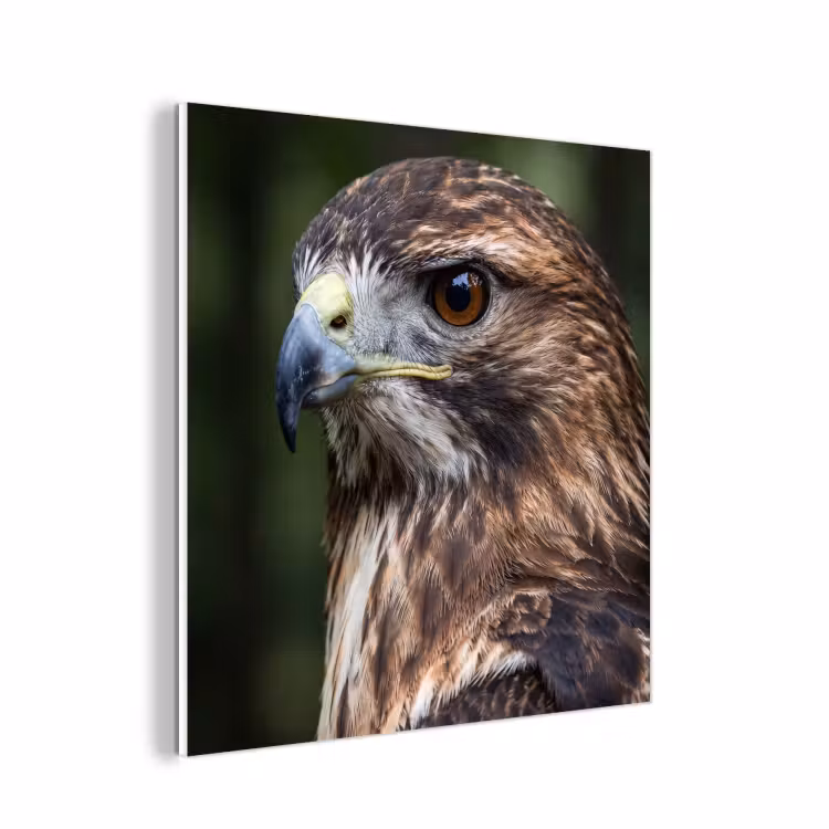 Forex - Buizerd - Roofvogel - Natuur - Bruin — 1