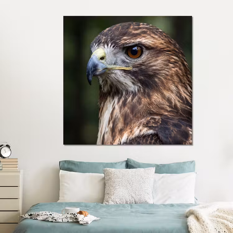 Forex - Buizerd - Roofvogel - Natuur - Bruin — 2