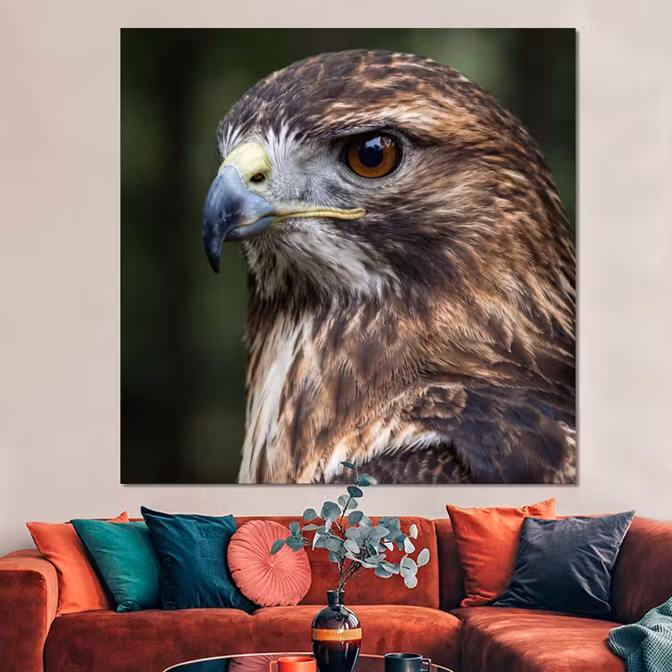 Forex - Buizerd - Roofvogel - Natuur - Bruin — 3
