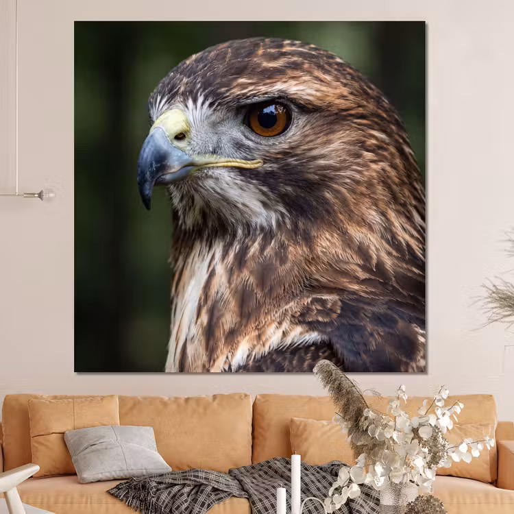 Forex - Buizerd - Roofvogel - Natuur - Bruin — 4