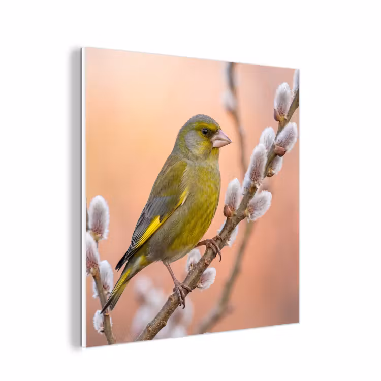 Forex - Groenling - Katjes - Lente - Natuur - Zacht — 1