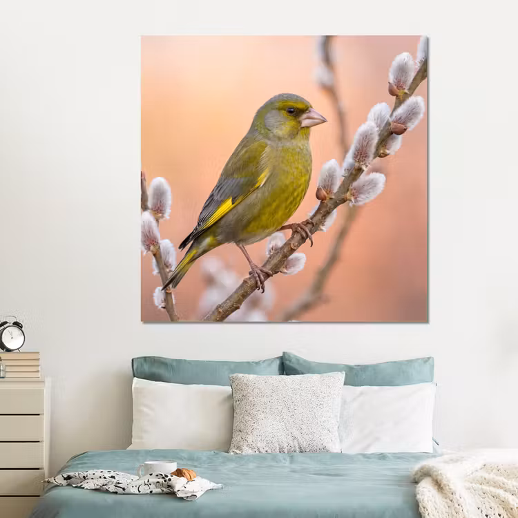 Forex - Groenling - Katjes - Lente - Natuur - Zacht — 2
