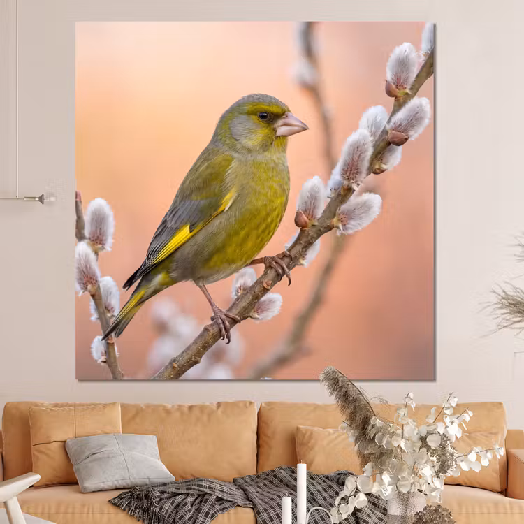 Forex - Groenling - Katjes - Lente - Natuur - Zacht — 4