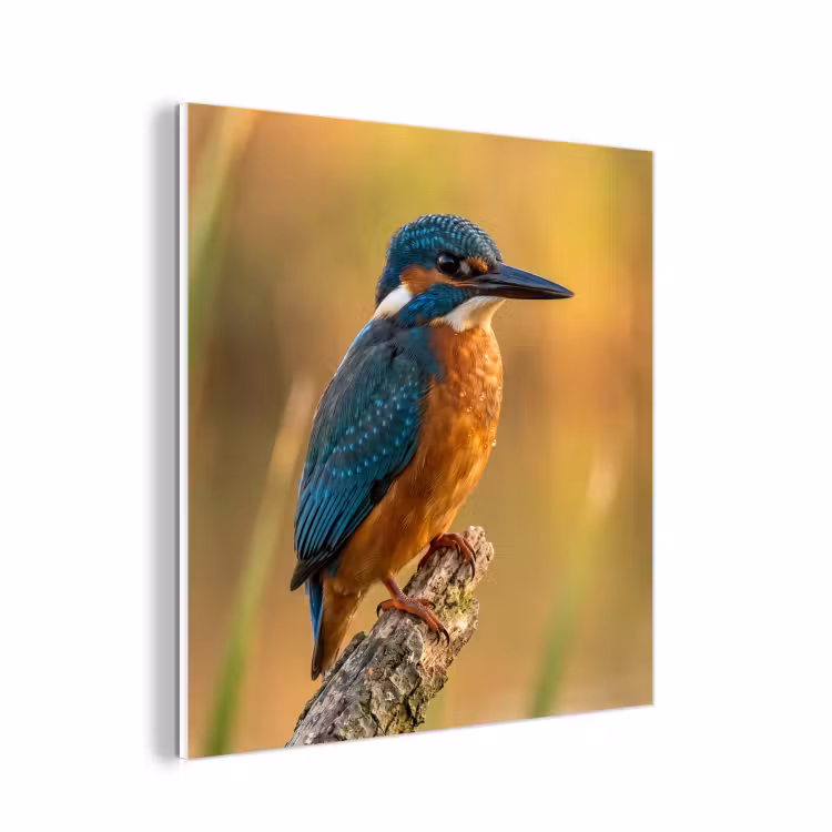 Forex - IJsvogel - Tak - Water - Kleurrijk - Levendig — 1