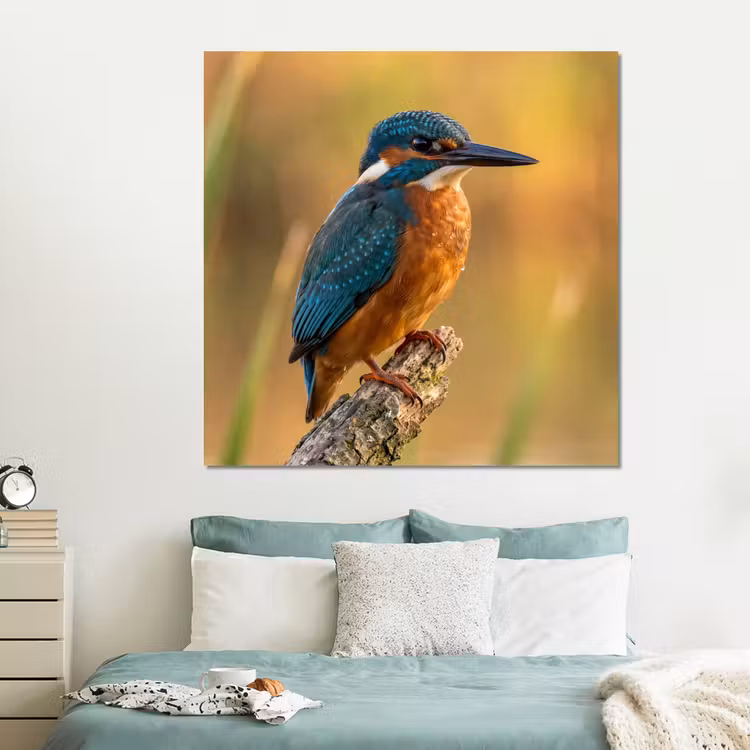Forex - IJsvogel - Tak - Water - Kleurrijk - Levendig — 2