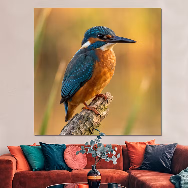Forex - IJsvogel - Tak - Water - Kleurrijk - Levendig — 3