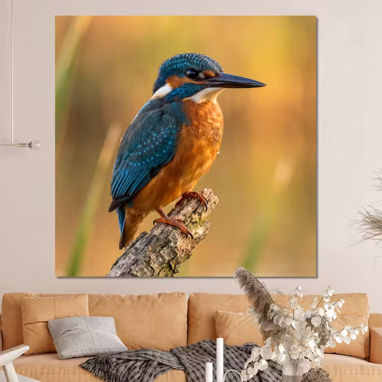 Forex - IJsvogel - Tak - Water - Kleurrijk - Levendig — 4