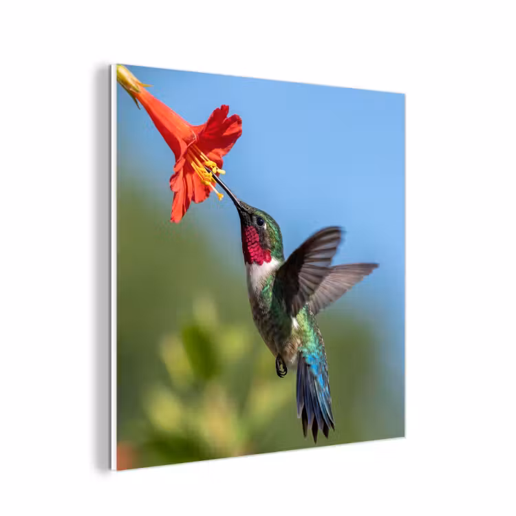Forex - Kolibrie - Bloem - Natuur - Groen — 1