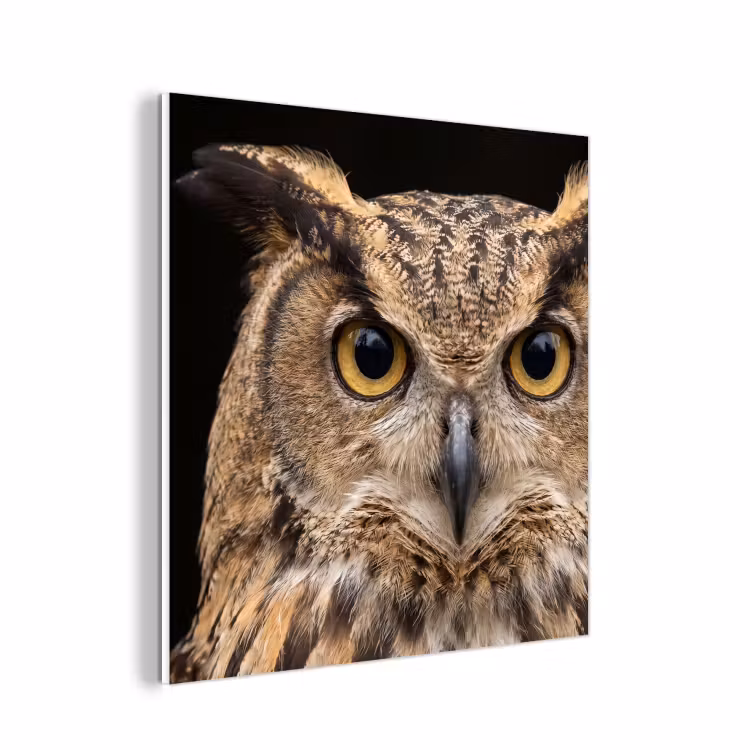 Forex - Oehoe - Uil - Portret - Bruin — 1
