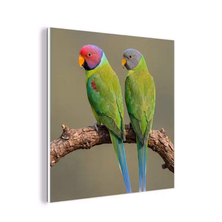Forex - Papagaai - Tak - Natuur - Kleurrijk — 1