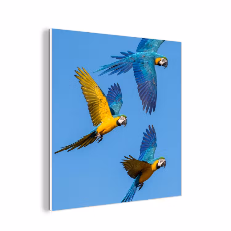 Forex - Papagaai - Vliegen - Blauw - Geel — 1