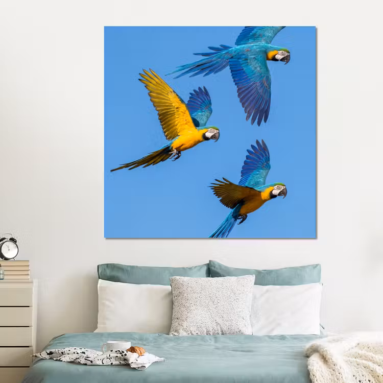 Forex - Papagaai - Vliegen - Blauw - Geel — 2