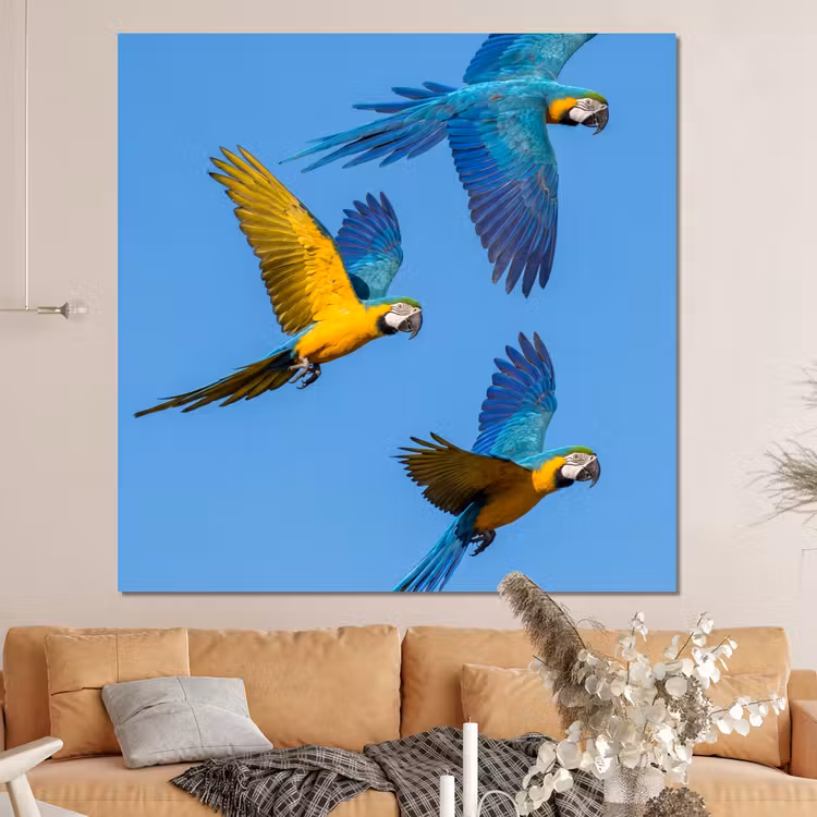 Forex - Papagaai - Vliegen - Blauw - Geel — 4