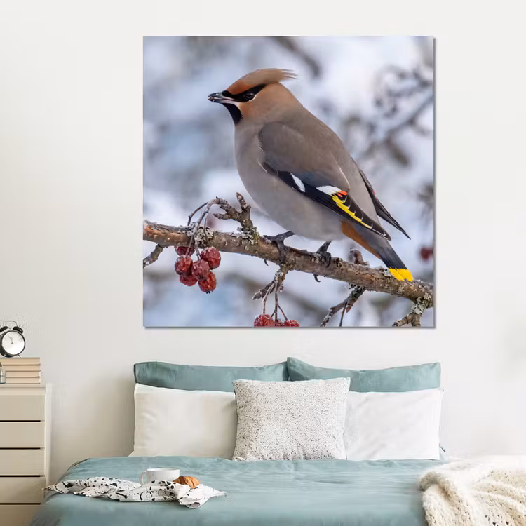 Forex - Pestvogel - Bessen - Winter - Natuur — 2