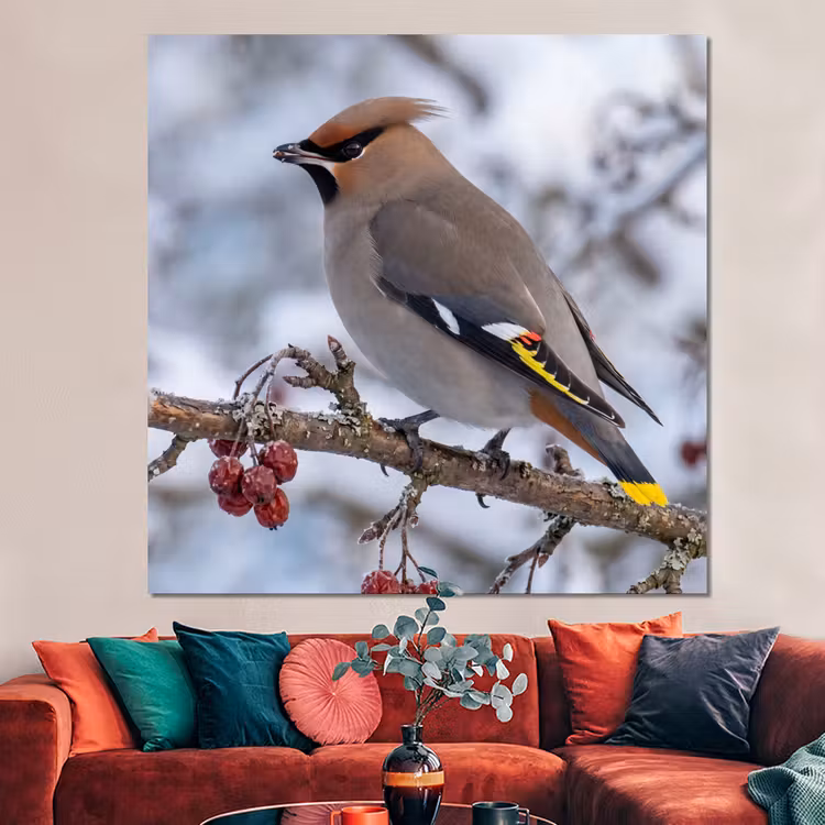 Forex - Pestvogel - Bessen - Winter - Natuur — 3