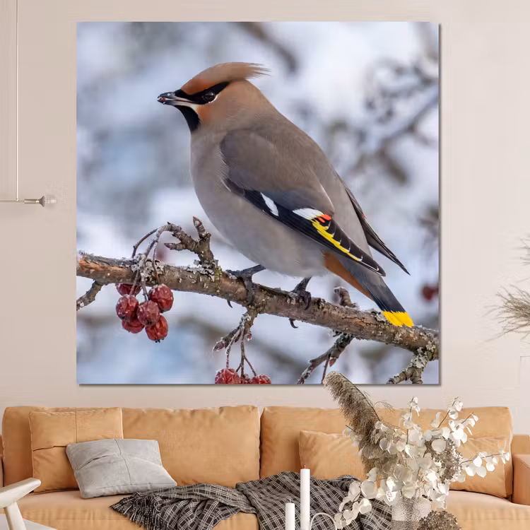 Forex - Pestvogel - Bessen - Winter - Natuur — 4