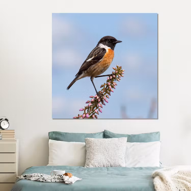 Forex - Roodborsttapuit - Heide - Paars - Natuur - Sfeervol — 2